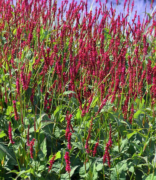 Persicaria amplexicaulis 'Speciosa'